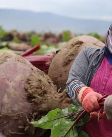 Bereketli topraklarda yetişiyor, “Kırmızı elmas” olarak biliniyor! Sağlığa faydaları saymakla bitmiyor: Kilosu 40 lira