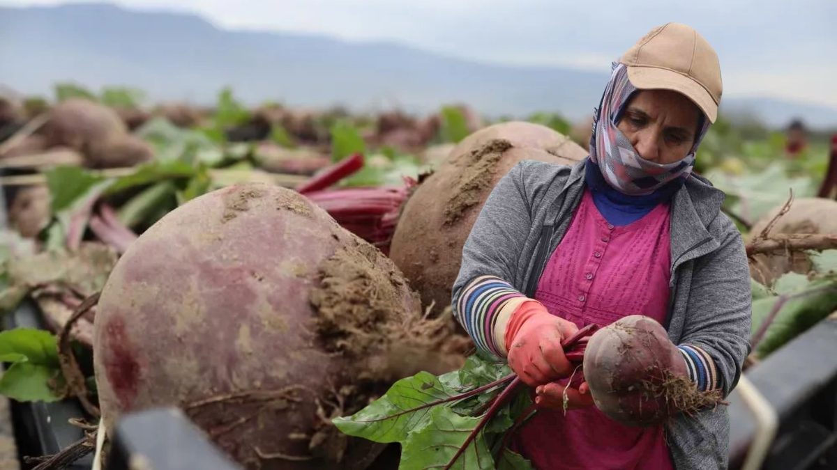 Bereketli topraklarda yetişiyor, “Kırmızı elmas” olarak biliniyor! Sağlığa faydaları saymakla bitmiyor: Kilosu 40 lira