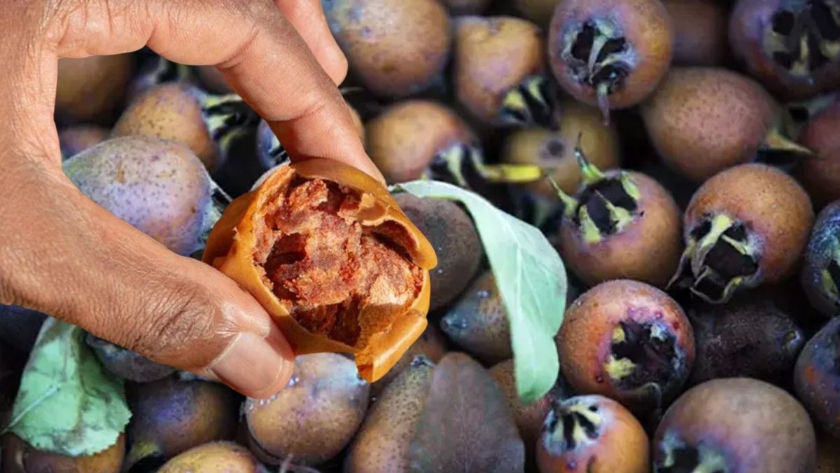 Tadı yumuşayınca ortaya çıkıyor, “hileci meyve” olarak biliniyor! Vitamin deposu olarak satılıyor: Kilosu 150 lira