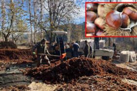 Asırlık ağaçlarda yetişiyor, dikenlerinden arınıp alıcısına ulaşıyor! Tadına bakan hayran kalıyor: Kışın popüler besini