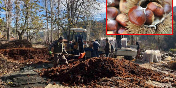 Asırlık ağaçlarda yetişiyor, dikenlerinden arınıp alıcısına ulaşıyor! Tadına bakan hayran kalıyor: Kışın popüler besini