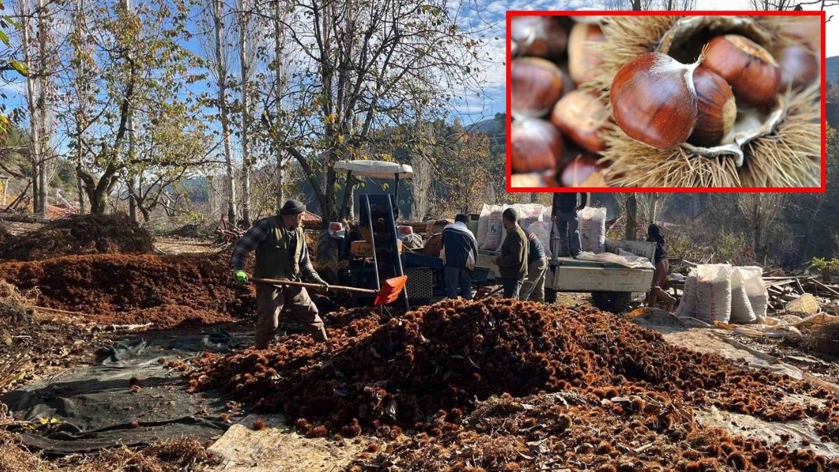 Asırlık ağaçlarda yetişiyor, dikenlerinden arınıp alıcısına ulaşıyor! Tadına bakan hayran kalıyor: Kışın popüler besini