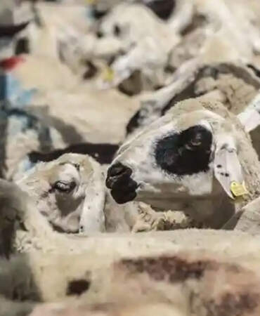 Yunanistan’dan uyarı: Çiçek hastalığı alarm veriyor