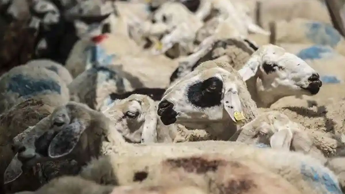 Yunanistan’dan uyarı: Çiçek hastalığı alarm veriyor