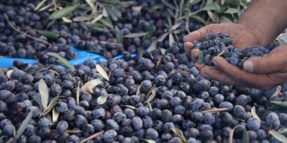 Kuraklık fiyatları da vurdu! Hasat azaldı, rakamlar uçtu: Kilosu 200 liraya kadar çıktı