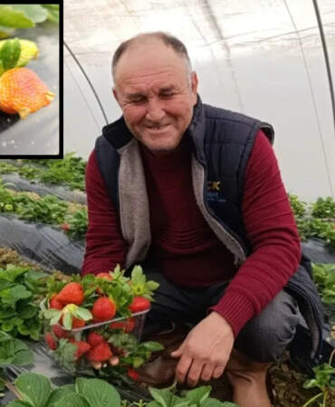 Yaz meyvesi ama dört mevsim üretiliyor! Pahalı olmasına rağmen talep görüyor: Kilosu 200 liradan başlıyor