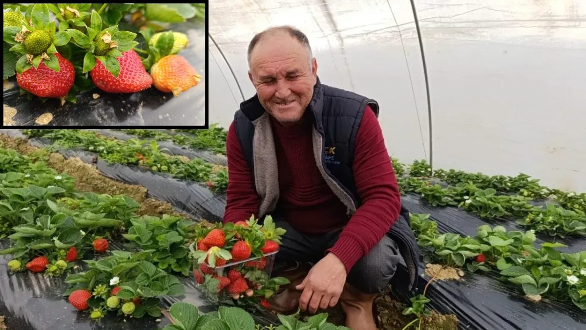 Yaz meyvesi ama dört mevsim üretiliyor! Pahalı olmasına rağmen talep görüyor: Kilosu 200 liradan başlıyor
