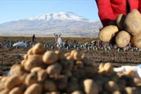 Hummalı hasat mesaisi başladı! 250 bin rekolte bekleniyor: Doğu’nun “patates havzası”