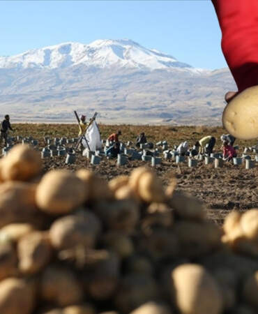 Hummalı hasat mesaisi başladı! 250 bin rekolte bekleniyor: Doğu’nun “patates havzası”