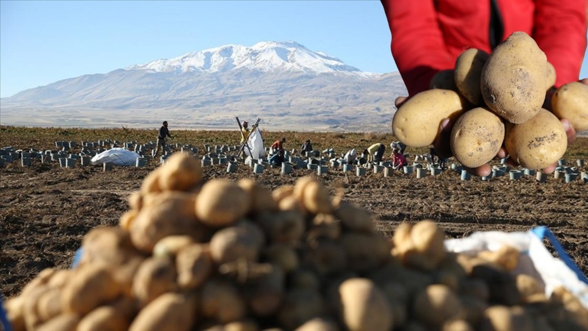 Hummalı hasat mesaisi başladı! 250 bin rekolte bekleniyor: Doğu’nun “patates havzası”