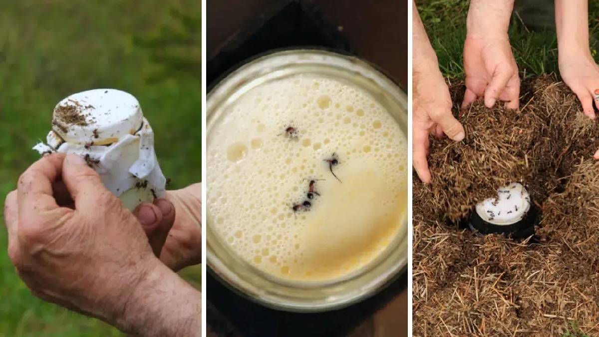 Anadolu’da yüzyıllardır uygulanıyor! Michelin yıldızlı menü ‘Karıncalı Yoğurtla’ damga vurgu