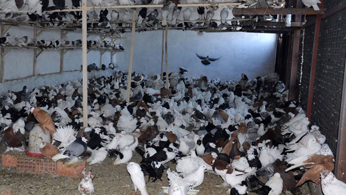 Yozgat’ta güvercinlere haciz geldi