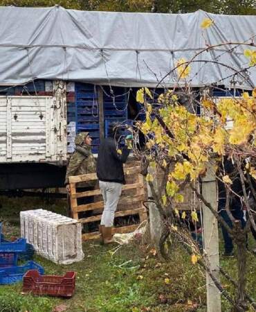 Hasatta sona gelindi, üzüm miktarı azaldı! İç piyasada satış devam ediyor: Kaliteye göre 25-35 TL ediyor