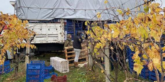 Hasatta sona gelindi, üzüm miktarı azaldı! İç piyasada satış devam ediyor: Kaliteye göre 25-35 TL ediyor