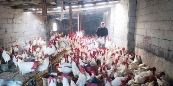 Emekli oldu çiftlik kurdu, hobisi geliri oldu! 3 yıllık emeğin sonucu: Sayıları 850’ye çıktı