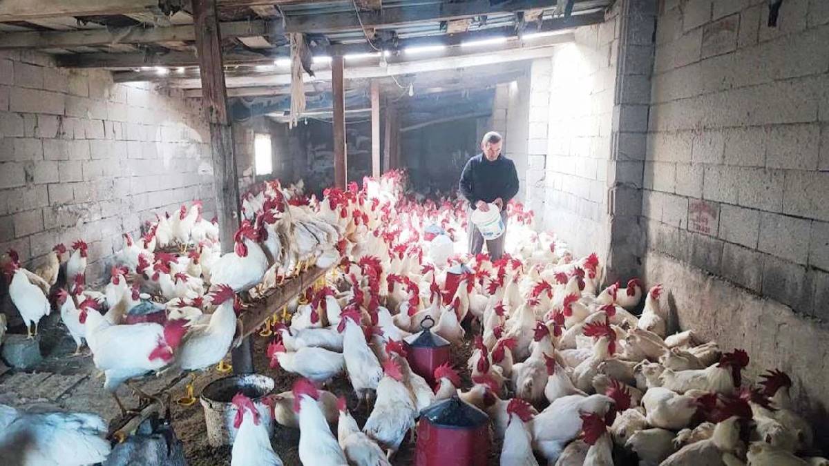 Emekli oldu çiftlik kurdu, hobisi geliri oldu! 3 yıllık emeğin sonucu: Sayıları 850’ye çıktı