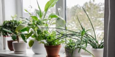 Aralık ayında bu bitkileri sakın unutmayın! İşte bu ayda budanması gereken bitkiler…