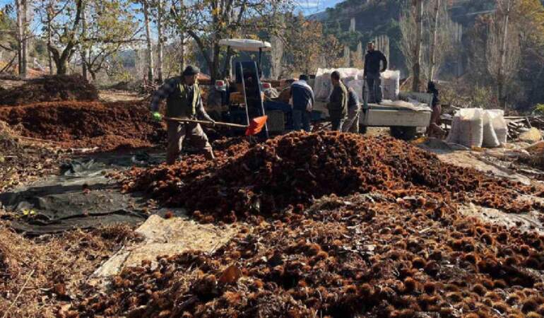 1 ay dinlendi dikenlerinden arındırıldı! Sofra yolculuğu başladı: Alıcılar akın ediyor, ‘Herkes tadına bakmalı’ deniyor
