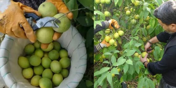 Binlerce aile geçimini sağlıyor, bahçede 40 liraya satılıyor! Limonun başkentinde hasat başladı