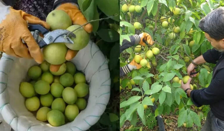 Binlerce aile geçimini sağlıyor, bahçede 40 liraya satılıyor! Limonun başkentinde hasat başladı