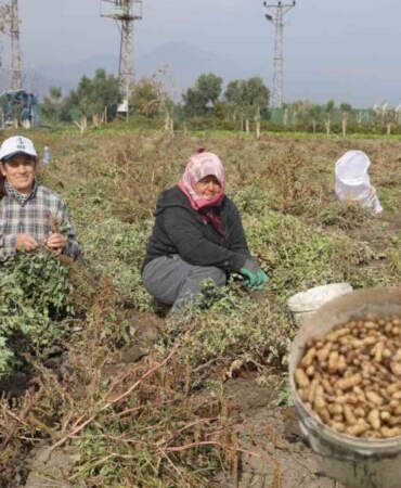 Hasat başladı, kuraklık rekolteyi etkiledi! Tarlada 60, markette 150 liraya alıcı buluyor