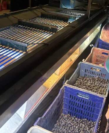 Tarladan 160 TL’ye veriyor, markette fiyatı 500’e çıkıyor! Düşük verimli hasat bitti: 2000 ton rekolte üreticiyi üzdü