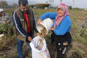 Kuraklık rekolteyi yarı yarıya düşürdü! Hasat yine de umutla başladı: Tarlada 60, markette 120 TL’ye satılıyor