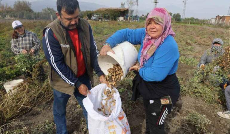 Kuraklık rekolteyi yarı yarıya düşürdü! Hasat yine de umutla başladı: Tarlada 60, markette 120 TL’ye satılıyor