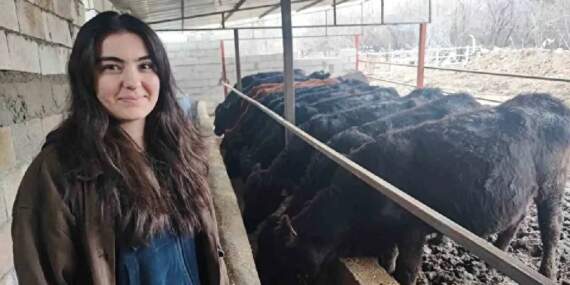 Atama bekliyordu hayvancılığa başladı! 25 yaşında 15 gebe düve sahibi: Baba desteğiyle işini büyütüyor