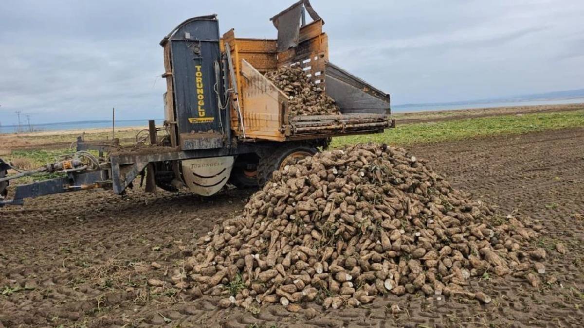 Tarlada söküm başladı, verim de kalite de güldürdü! Rekolteyi artıran 2025’te sevkiyat aralıksız sürüyor