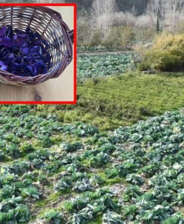İlgi her geçen gün artıyor, kilosu binlerce liraya satılıyor! Yüksek getirisiyle üreticilerin bir numarası oldu