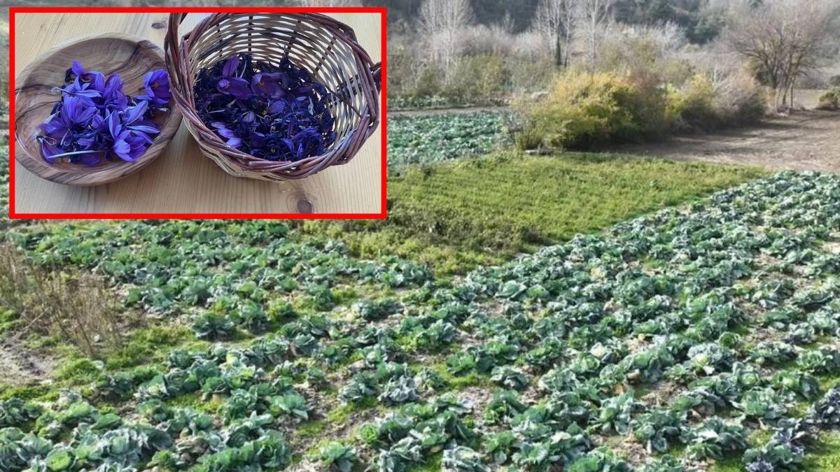 İlgi her geçen gün artıyor, kilosu binlerce liraya satılıyor! Yüksek getirisiyle üreticilerin bir numarası oldu