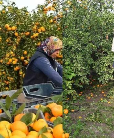 Belediyeden hem üreticiye hem tüketiciye destek: Kilosu 2 liraya düştü, tonlarca ürün vatandaşa ücretsiz dağıtıldı