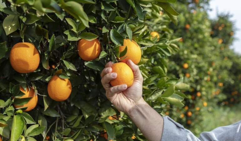 Portakal ne ekşi çıkacak ne tatlı! Artık kendiniz seçebileceksiniz: Cinsiyeti tadını belirliyor, işte cinsiyetini anlamanın yolu