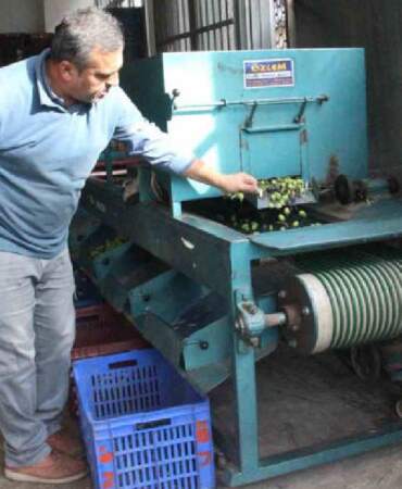 Bir yandan hasat ediliyor, bir yandan pazara hazırlanıyor! Boyu kalitesini, kalitesi fiyatını belirliyor