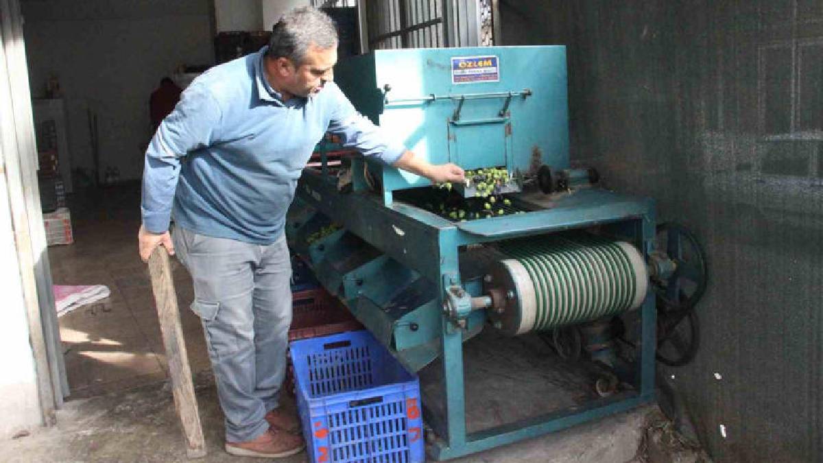 Bir yandan hasat ediliyor, bir yandan pazara hazırlanıyor! Boyu kalitesini, kalitesi fiyatını belirliyor