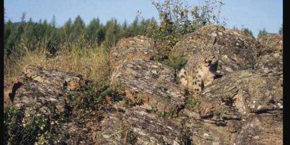 9 saniyede gizli leoparı bulabilir misiniz? Birçok kişi denedi hepsi elendi: Sıra sizde…