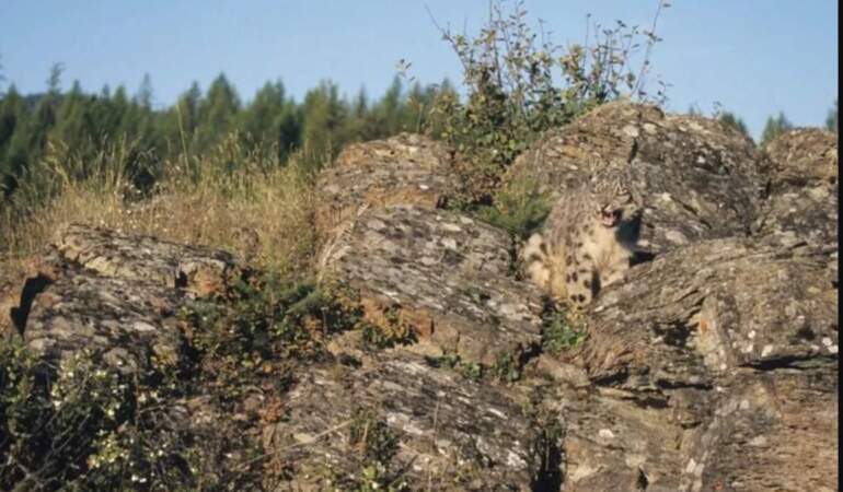 9 saniyede gizli leoparı bulabilir misiniz? Birçok kişi denedi hepsi elendi: Sıra sizde…