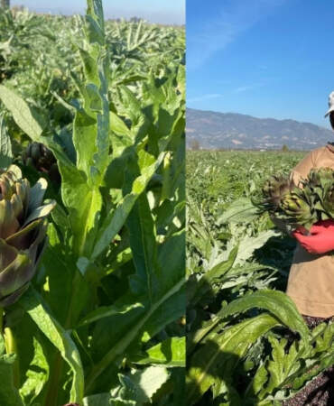 Üretimde ikinci sırada, coğrafi işaret sahibi! Hasat başladı, 6 bin tondan fazla üretim yapıldı