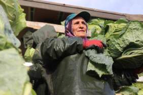 Hava soğuk, şartlar zorlu! Hasadın yükü kadınların omuzunda: Günlük 1.500-2.000 TL yevmiyeye çalışıyorlar