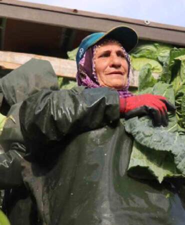 Hava soğuk, şartlar zorlu! Hasadın yükü kadınların omuzunda: Günlük 1.500-2.000 TL yevmiyeye çalışıyorlar