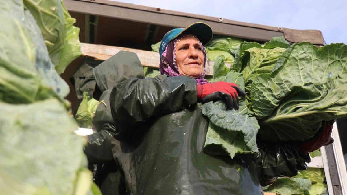 Hava soğuk, şartlar zorlu! Hasadın yükü kadınların omuzunda: Günlük 1.500-2.000 TL yevmiyeye çalışıyorlar