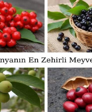 Bir kez ağzına süren ölümle burun buruna geliyor! Dünyanın en tehlikeleri meyveleri: Denemek cesaret ister