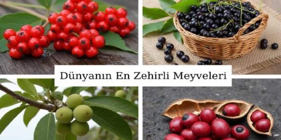 Bir kez ağzına süren ölümle burun buruna geliyor! Dünyanın en tehlikeleri meyveleri: Denemek cesaret ister