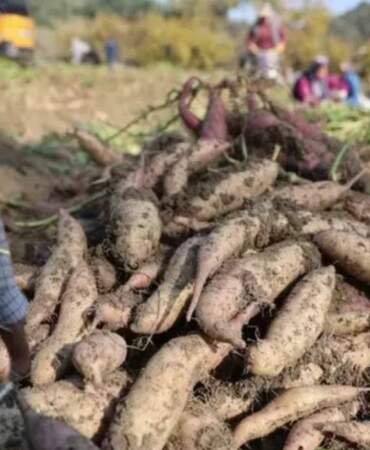 Kuraklık etkiledi verim yarı yarıya düştü! Şifa deposunda son hasat yapıldı, 70 liraya tezgaha indi