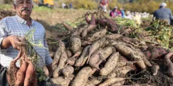 Kuraklık etkiledi verim yarı yarıya düştü! Şifa deposunda son hasat yapıldı, 70 liraya tezgaha indi