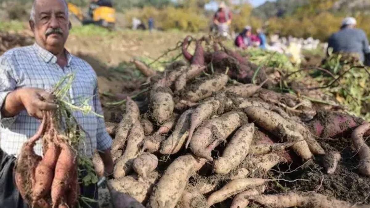Kuraklık etkiledi verim yarı yarıya düştü! Şifa deposunda son hasat yapıldı, 70 liraya tezgaha indi
