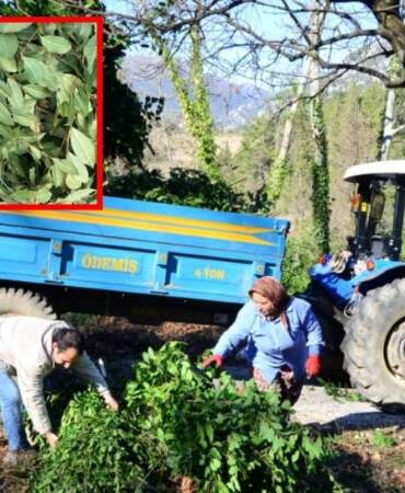 Dağlardan toplanıyor, kilosu 25 liraya satılıyor! Antalya’dan çıkıyor Avrupa’ya ihraç ediliyor: Tam bir şifa deposu