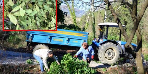 Dağlardan toplanıyor, kilosu 25 liraya satılıyor! Antalya’dan çıkıyor Avrupa’ya ihraç ediliyor: Tam bir şifa deposu