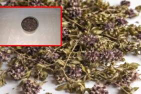35 gramını kaçırmak istedi, 550 bin lira cezaya çarptırıldı: Endemik bitkiyi yurt dışına kaçıracaktı